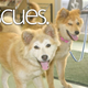 Illustration for article titled Animal Lovers Raid Fukushima to Save Radioactive Dogs